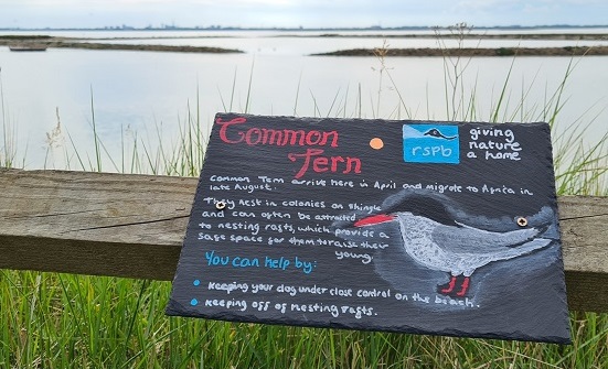 Common tern Sign